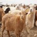 Langkah Bijak dalam Memilih Kambing Kurban yang Berkualitas     