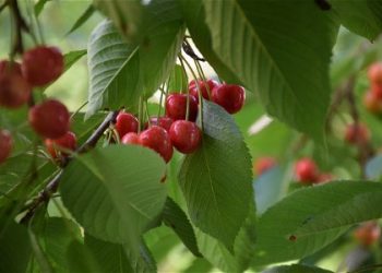 Baik untuk Kesehatan Jantung, Ini Manfaat Vitamin F yang Jarang Diketahui