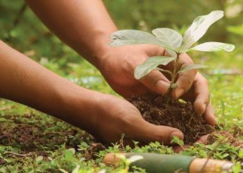SEDANG TREN!Ini Pengertian Green Job dan 6 Jenis Pekerjaan Green Job