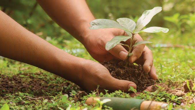 SEDANG TREN!Ini Pengertian Green Job dan 6 Jenis Pekerjaan Green Job