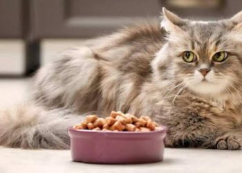 Ini 9 Cara Mengajari Kucing Makan Dry Food atau Makanan Kering