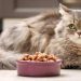Ini 9 Cara Mengajari Kucing Makan Dry Food atau Makanan Kering