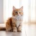 JANGAN SALAH!Begini 9 Cara Efektif Menangani Kucing yang Keracunan 