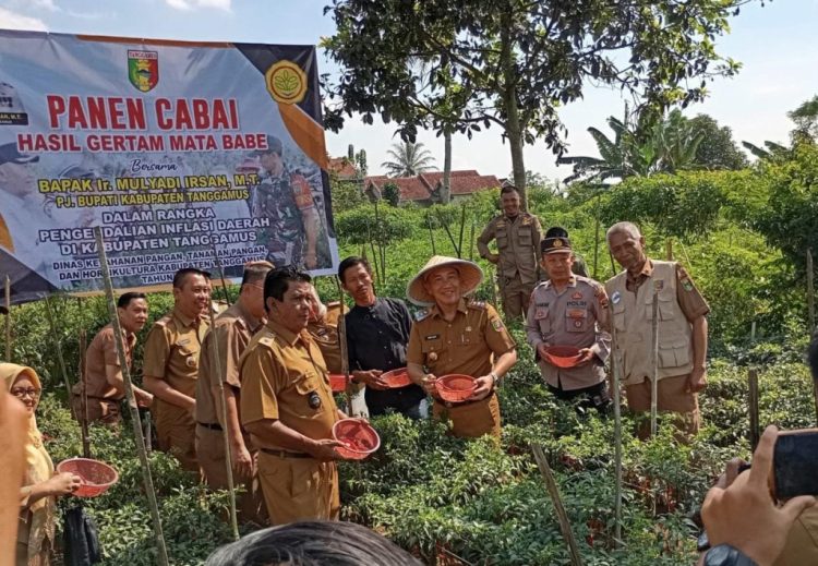 Penjabat Bupati Tanggamus Panen Cabai Merah dalam Program GERTAK MATA BABE