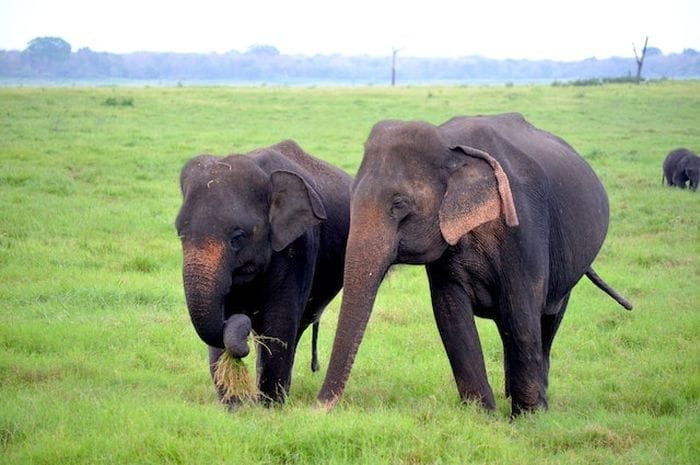 Ini Aktivitas Seru yang Bisa Dilakukan Saat Liburan ke Taman Nasional Way Kambas