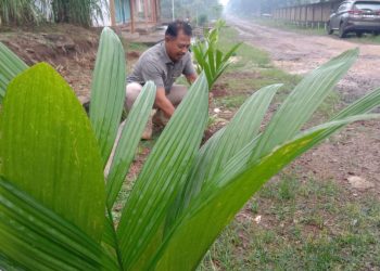 Desa Sripendowo Akan Dihijaukan dengan 15 Ribu Pohon Pinang