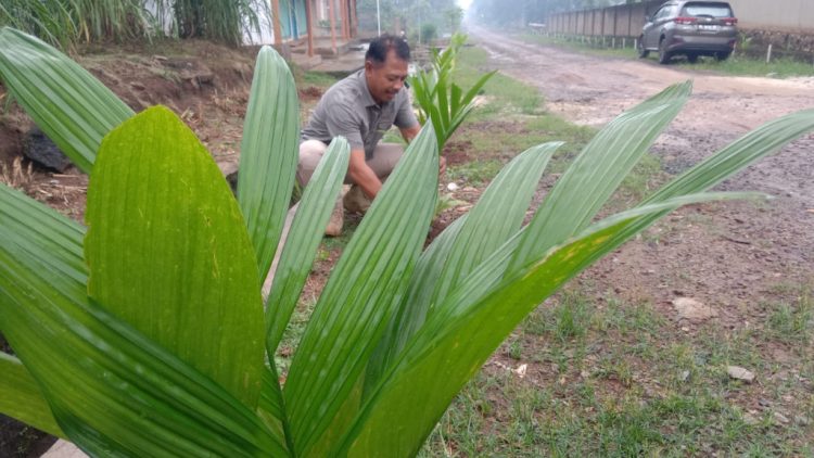 Desa Sripendowo Akan Dihijaukan dengan 15 Ribu Pohon Pinang