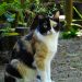 Dipercaya Memiliki Kekuatan Tertentu, Ini 4 Mitos Tentang Kucing Telon atau Calico yang Masih Diyakini