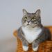 Ini 9 Manfaat Memelihara Kucing, Bisa untuk Kesehatan Jantung dan Menurunkan Stres
