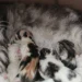 Ini Tanda Kucing Peliharaan akan Melahirkan
