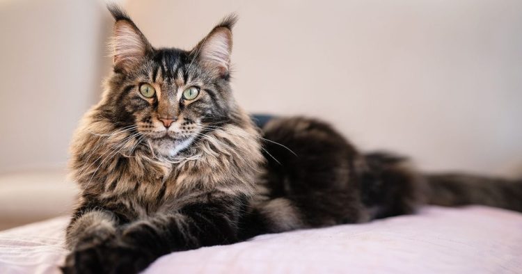 Bukan Oyen, Ini 5 Ras Kucing Terkuat Beserta Asalnya
