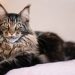 Bukan Oyen, Ini 5 Ras Kucing Terkuat Beserta Asalnya