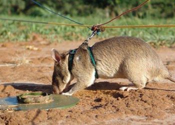 Jadi Hewan Penyelamat dari Ranjau Darat, Begini Kemampuan Tikus Magawa 