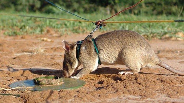 Jadi Hewan Penyelamat dari Ranjau Darat, Begini Kemampuan Tikus Magawa