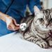 Berapa Lama Kucing Hamil?Ini Penjelasannya