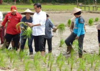 Serikat Petani Kritik Kebijakan Pemerintah yang Dinilai Merugikan Petani Sepanjang 2024