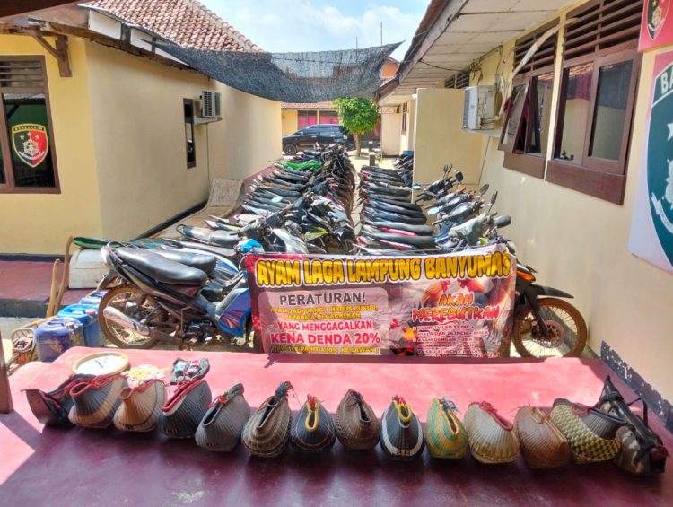 Polisi Gerebek Sabung Ayam di Banyumas, Puluhan Motor dan Ayam Aduan Disita