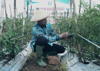 adiluwih jadi sentra penghasil cabai terbesar di pringsewu