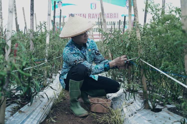 adiluwih jadi sentra penghasil cabai terbesar di pringsewu