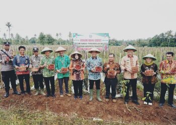 Panen Raya Cabai di Adiluwih, Bupati Pringsewu Ajak Petani Perkuat Ketahanan Pangan