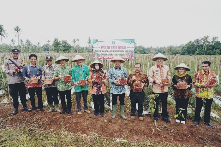 Panen Raya Cabai di Adiluwih, Bupati Pringsewu Ajak Petani Perkuat Ketahanan Pangan