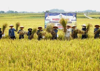 Pringsewu Panen Besar! Petani Happy, Swasembada Pangan Makin Dekat