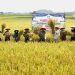 Pringsewu Panen Besar! Petani Happy, Swasembada Pangan Makin Dekat