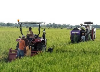 Jabung Panen Raya: Ketika Pemerintah, Petani, dan Teknologi Bersatu Menjaga Pangan Negeri