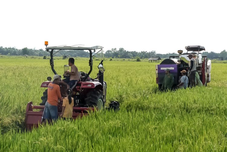 Jabung Panen Raya: Ketika Pemerintah, Petani, dan Teknologi Bersatu Menjaga Pangan Negeri