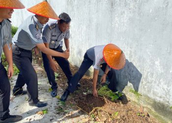 Lapas Kalianda Ciptakan Inovasi Ketahanan Pangan Lewat Panen Ubi Bersama Warga Binaan