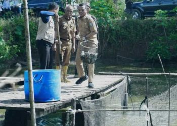 Panen Ikan Nila, Bupati Pringsewu Dorong Pembudidaya Terus Berinovasi dan Jaga Kualitas Produksi