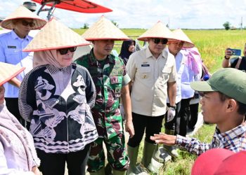 Pemerintah Kabupaten Lampung Selatan Ikuti Panen Raya Serentak, Dukung Swasembada Pangan 2027