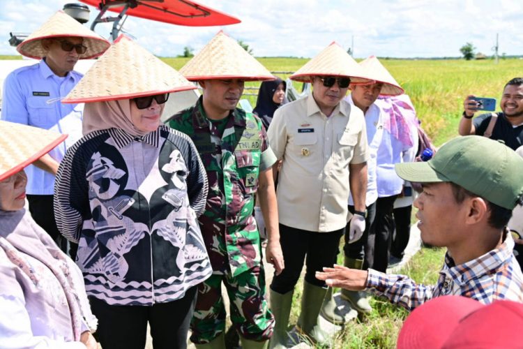 Pemerintah Kabupaten Lampung Selatan Ikuti Panen Raya Serentak, Dukung Swasembada Pangan 2027