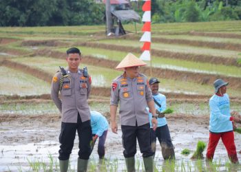 Kapolda Lampung Turun ke Sawah: Dukung Gerak Tanam Raya Padi Serentak Demi Ketahanan Pangan Nasional