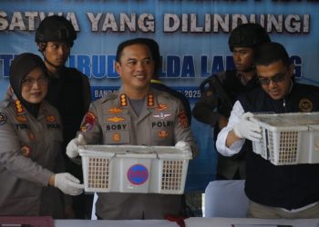 Gagalkan Penyelundupan 326 Burung Ilegal, Petugas Amankan Truk di Pelabuhan Bakauheni