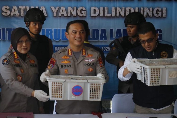 Gagalkan Penyelundupan 326 Burung Ilegal, Petugas Amankan Truk di Pelabuhan Bakauheni