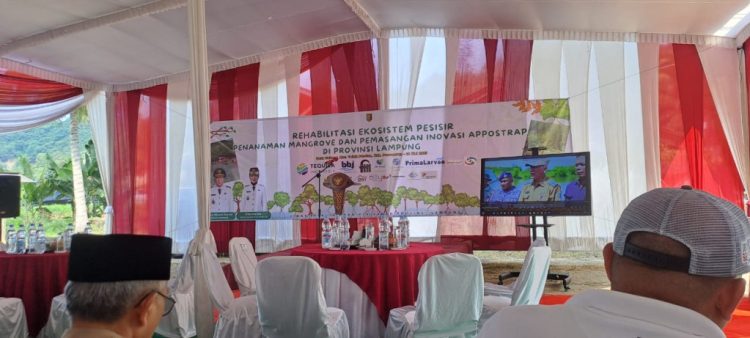 Gubernur Lampung Tanam 2.000 Mangrove, HNSI dan Tokoh Pendidikan Apresiasi Langkah Nyata Lindungi Pesisir