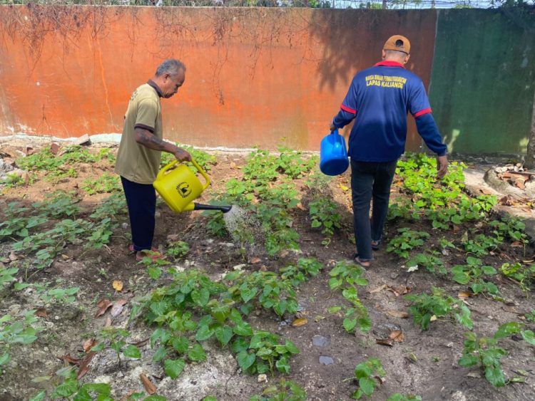 Tanam Mantang dan Kangkung, Warga Binaan Lapas Kalianda Dukung Ketahanan Pangan Nasional