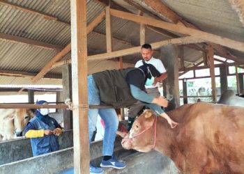Petugas Keswan Pringsewu Intensif Periksa Kesehatan Hewan Kurban Jelang Iduladha 2025