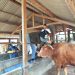 Petugas Keswan Pringsewu Intensif Periksa Kesehatan Hewan Kurban Jelang Iduladha 2025