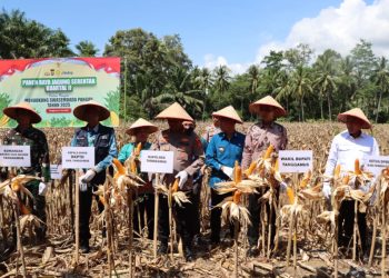 Panen Raya Jagung & Groundbreaking Gudang di Tanggamus, Wujud Nyata Swasembada Pangan