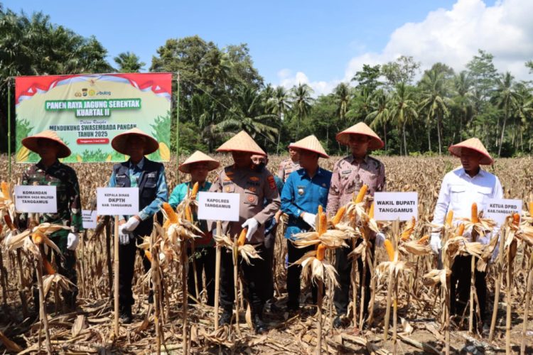 Panen Raya Jagung & Groundbreaking Gudang di Tanggamus, Wujud Nyata Swasembada Pangan