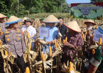 Panen Raya Jagung di Penengahan: Polres Lampung Selatan Tegaskan Komitmen Ketahanan Pangan