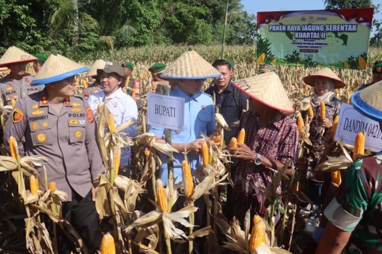Panen Raya Jagung di Penengahan: Polres Lampung Selatan Tegaskan Komitmen Ketahanan Pangan