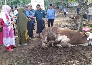 Bupati Tanggamus Bagikan 1.400 Paket Kurban: Kita Berkurban, Kita Peduli
