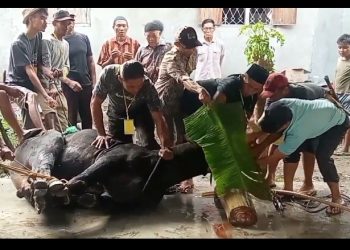 46 Ekor Hewan Kurban Disembelih di Pekon Srikuncoro, Daging Dibagikan untuk 650 KK