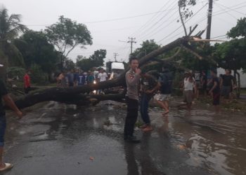 Pohon Tumbang Timpa Pengendara di Gadingrejo, Arus Lalu Lintas Lintas Barat Sumatera Sempat Lumpuh