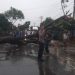 Pohon Tumbang Timpa Pengendara di Gadingrejo, Arus Lalu Lintas Lintas Barat Sumatera Sempat Lumpuh