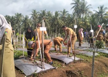GERTAK MATA BABE: Strategi Tanggamus Tekan Inflasi Lewat Cabai dan Bawang