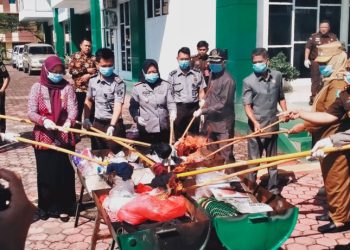 Kejaksaan Pringsewu Musnahkan Barang Bukti, Bongkar Tren Baru Penanaman Ganja Rumahan